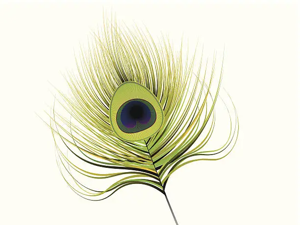 Vector illustration of abstract artistic peacock feather