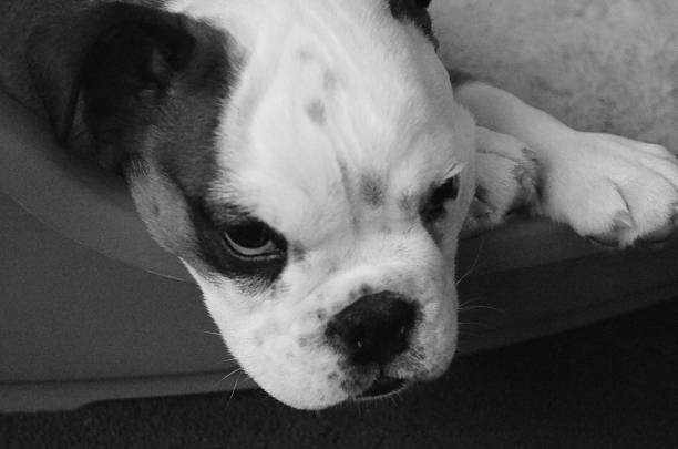 istock Bulldog Puppy 511134295