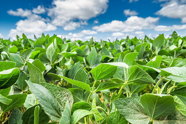 istock Closeup of Green Leaves under Beautiful sky 511135683