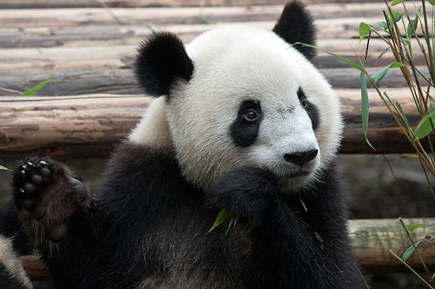 istock Hungry giant panda bear eating bamboo 511135981