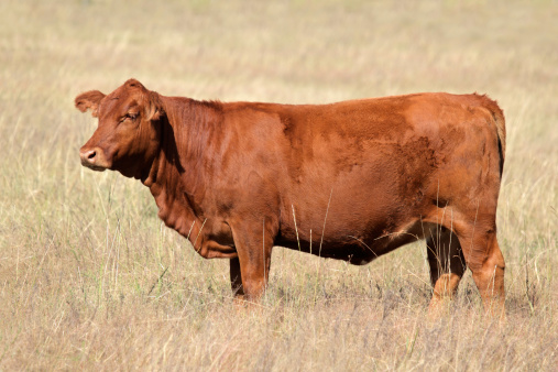 A red angus cow on pasture