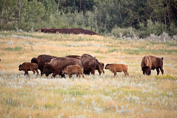 istock Small herd of bison with calves in scenic Saskatchewan 511137867