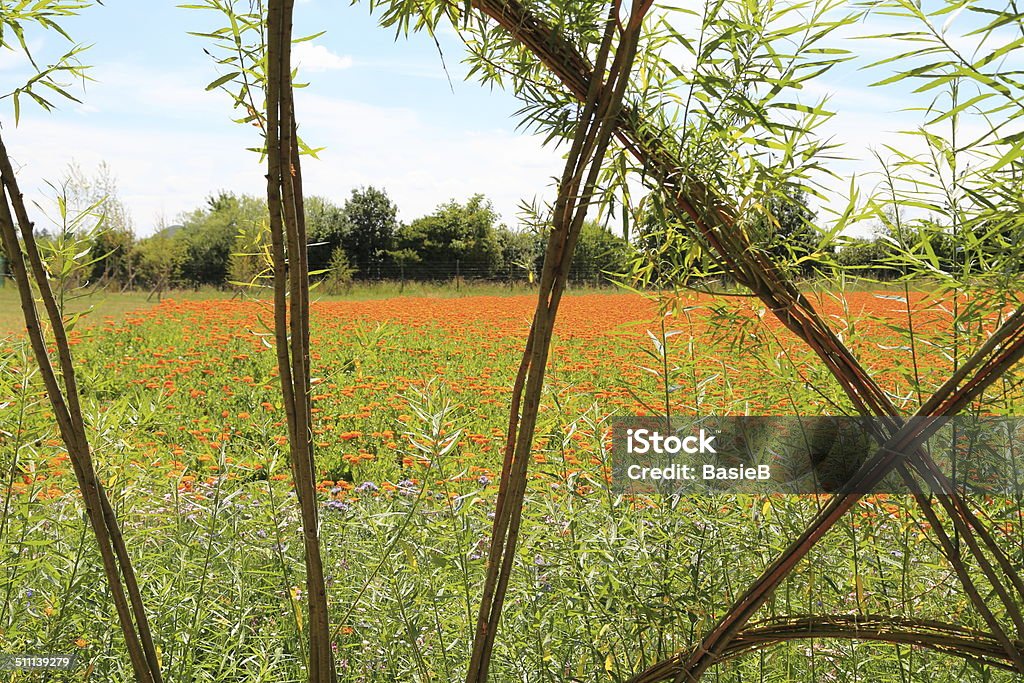 Blume Feld mit Calendula officinalis - Lizenzfrei Alternative Medizin Stock-Foto