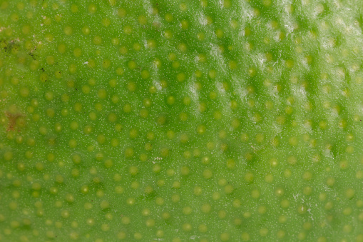Close-up of a lime showing its texture
