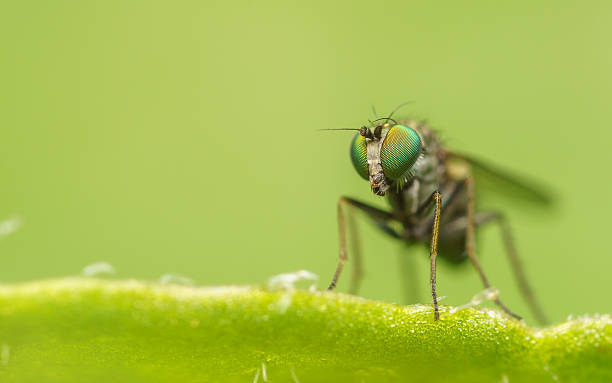 istock Macro photo of a Dolichopodidae fly 511190826
