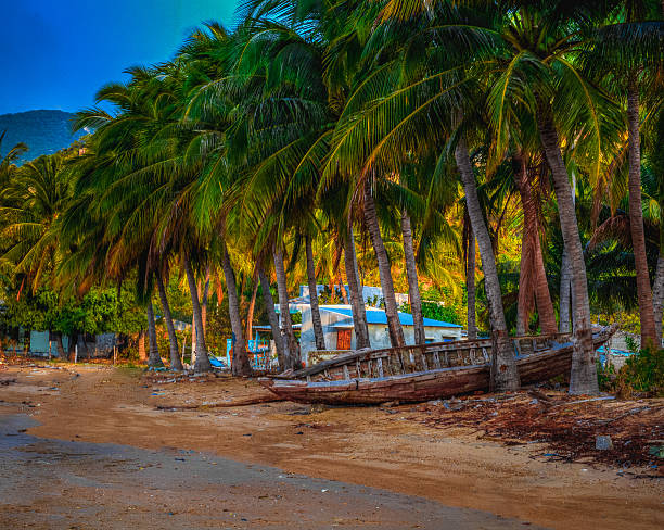 A small boat is anchored on a sandy beach of Negombo in Sri Lanka surrounded by a dense grove of palm trees. The idyllic tropical setting with its rich greenery and calm ambiance creates a sense of tranquility and escape, making it an ideal representation of a relaxing tropical retreat.