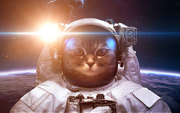 istock Brave cat astronaut at the spacewalk. This image elements furnished 511191194