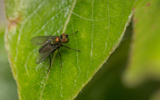 istock Macro photo of a Dolichopodidae fly 511191450