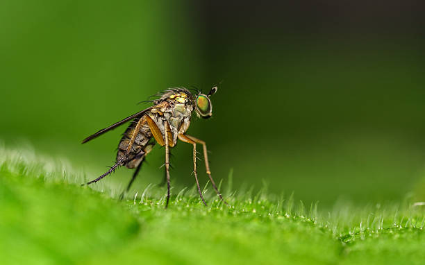 istock Macro photo of a Dolichopodidae fly 511191916