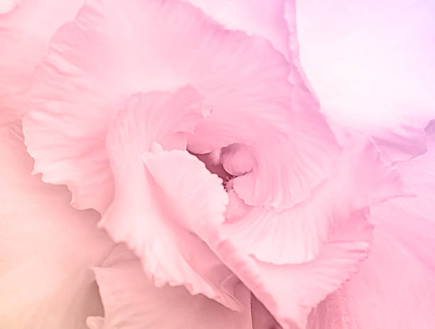 blur sweet color nature rose in soft style for background