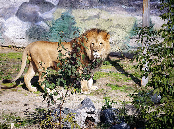 lion stock photo