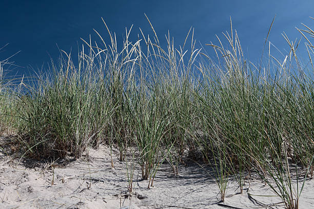Long Grass Long grass on a beach with blue sky background trishz stock pictures, royalty-free photos & images