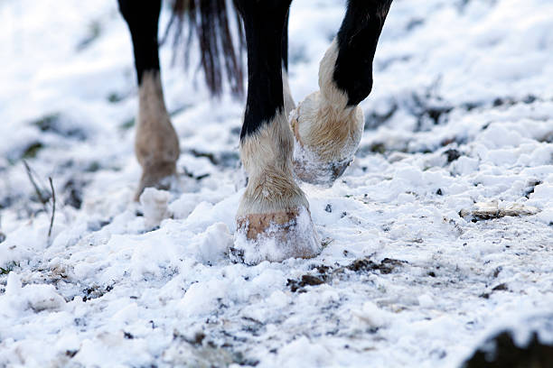 horse barefoot hoof walk on snow ground