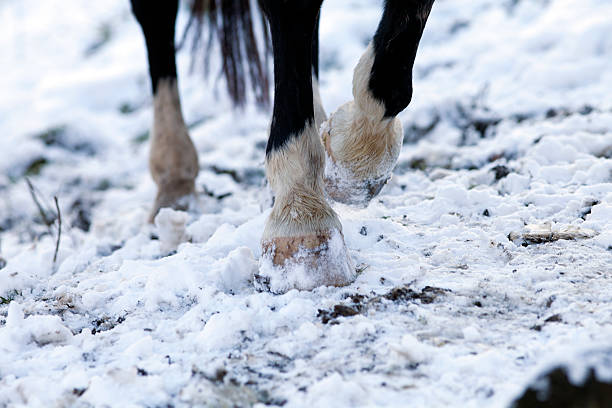 cavalo casco andar descalço na neve solo - winter snow livestock horse imagens e fotografias de stock