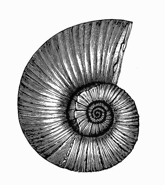 planorbarius corneus (굉장해요 ramshorn - sea snail stock illustrations