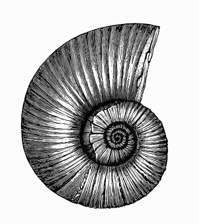 Antique illustration of Planorbarius corneus (great ramshorn)