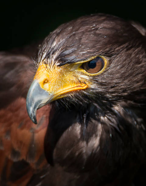 60 Razor Bill Bird Stock Photos Pictures Royalty Free Images iStock 60 Razor Bill Bird Stock Photos Pictures Royalty Free Images iStock