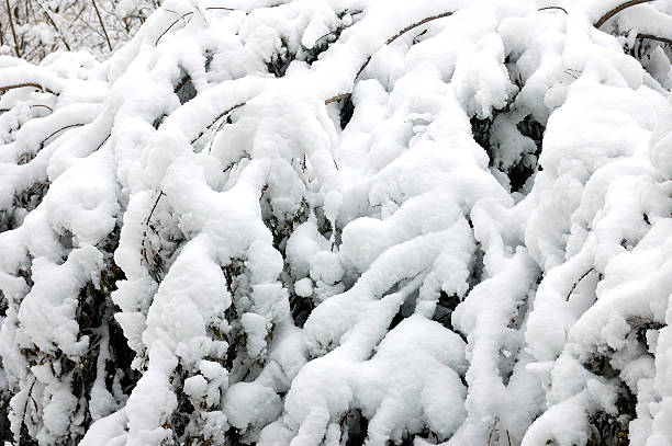 istock Heavy snow weigh limbs down heavily on trees 511198916