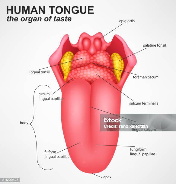 Ilustración de Realista Estructura De La Lengua Humana y más Vectores Libres de Derechos de Sacar la lengua - Sacar la lengua, Anatomía, Orden