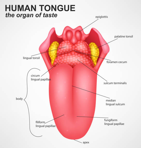 stockillustraties, clipart, cartoons en iconen met realistic human tongue structure - mensentong