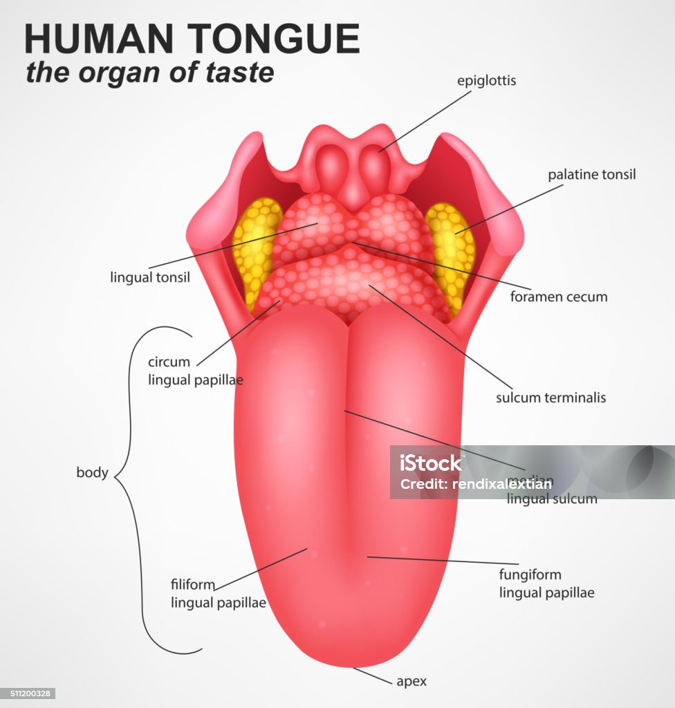 Realistic Human tongue structure Vector Illustration Of Realistic Human tongue structure Sticking Out Tongue stock vector