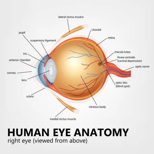 Vector illustration of Human eye anatomy, right eye viewed from above