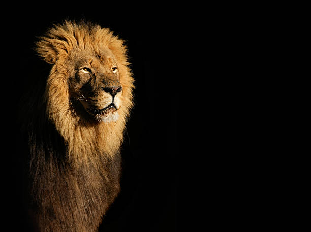istock Male African lion on black 511202404