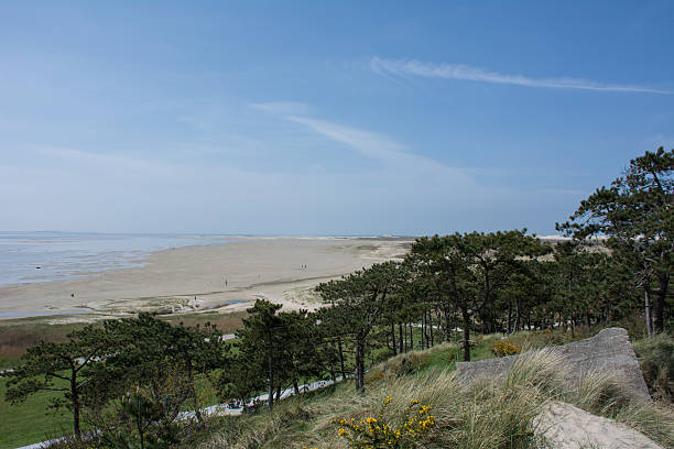 istock view over the forest and the beach 511202548