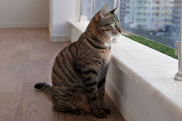 Сat sitting on the floor and looking out the window cat, color photo, animals, home, balcony belconnen stock pictures, royalty-free photos & images