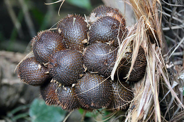 istock snake skin fruit close up on the tree 511202812