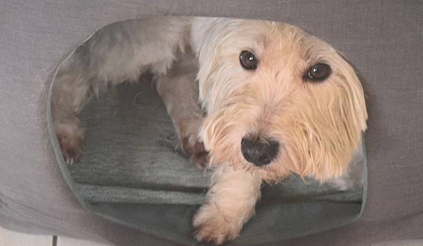 istock west highland terrier hiding in bed 511203858