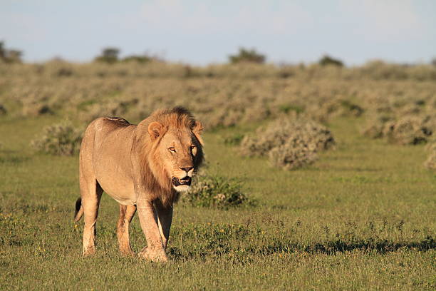 istock Male lion walking through grassland 511205470