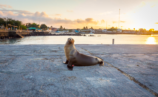 Sea lion near the beach in San Cristobal before sunset ,Galapagos