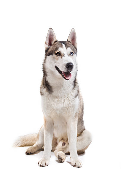 istock Husky dog on a white background 511206240
