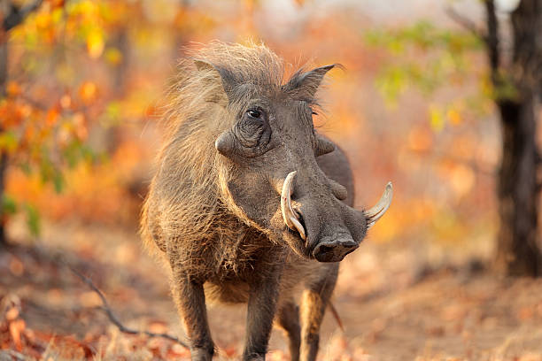 istock Warthog in natural habitat 511206498