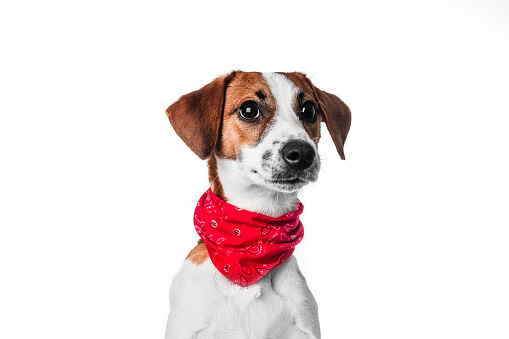 Puppy Jack Russell terrier in a red bandana