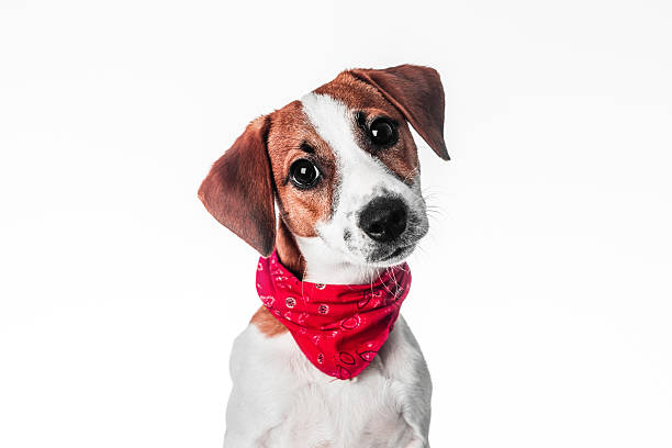 istock Puppy Jack Russell terrier in a red bandana 511206782