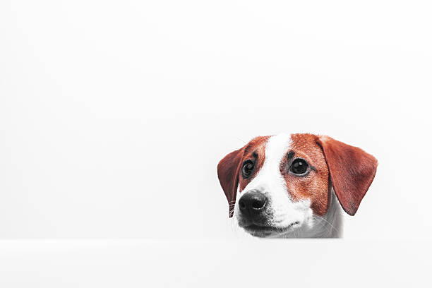 istock Puppy Jack Russell terrier 511207058