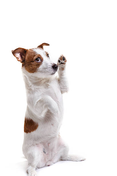 istock Jack Russell dog on a white background 511207108