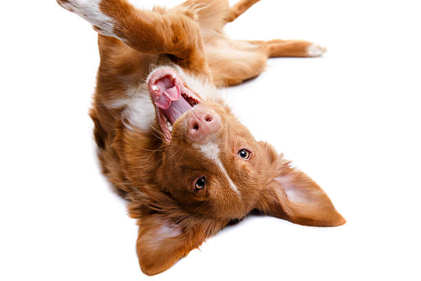 istock Nova Scotia Duck Tolling Retriever on a white background 511207138