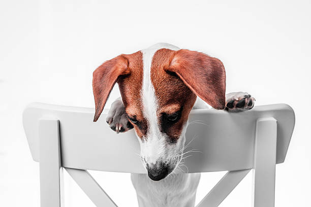 istock Puppy Jack Russell terrier 511207180