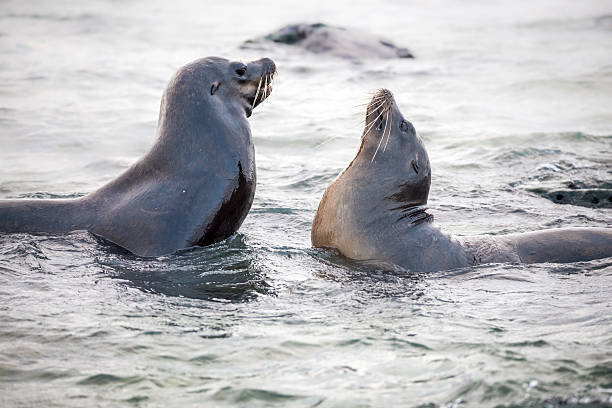 istock Galapagos Sea Lions Playing into Water, Galapagos Islands 511207396