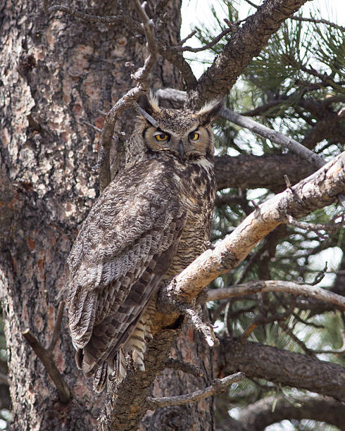 istock Full body Great Horned Owl - Stock image 511208278