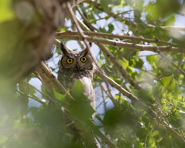 istock Great Horned Owl - Stock image 511208650