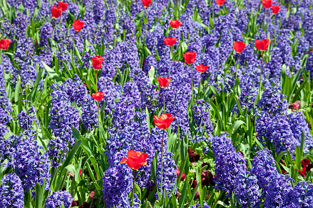 istock blue hyacinth and red tulips 511208710