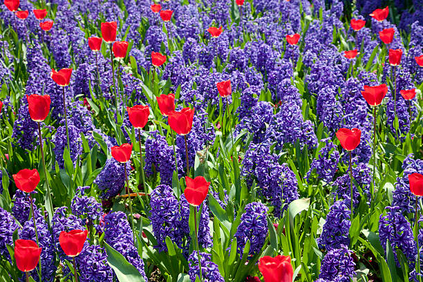 istock blue hyacinth and red tulips 511209032