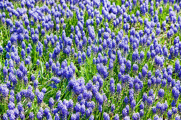 istock blue hyacinth flowers field 511209216