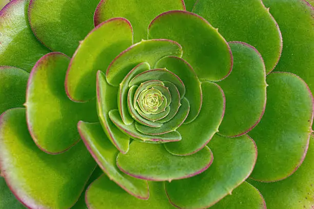 Close-up of the center of a hen and chicks viewed from above