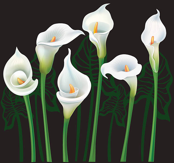 ilustraciones, imágenes clip art, dibujos animados e iconos de stock de calla lirios blancos sobre fondo negro - calla lily lily single flower white