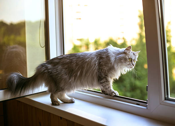 istock Beautiful grey cat sitting on windowsill and looking to a 511210768